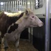 Queens Slaughterhouse Decides Not To Kill Escaped Cow